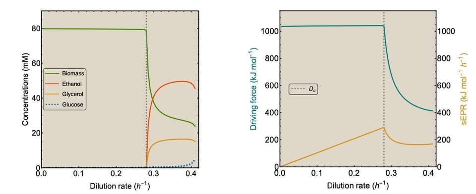 New preprint on the relation between entropy production rate and microbial growth rate