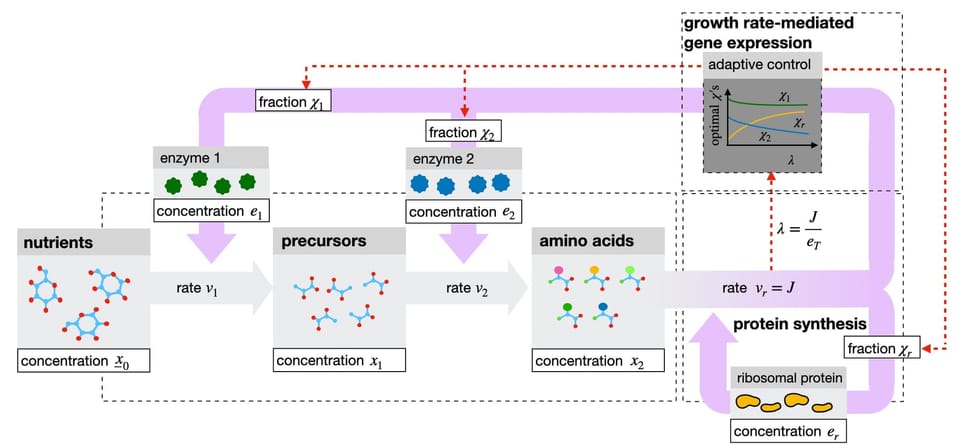 New preprint on robust adaptation by single-celled organisms to environmental changes